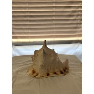 Large Natural Horned Helmet Conch Shell Cassis Cornuta Coastal Decor